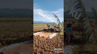 musim panen telah tiba