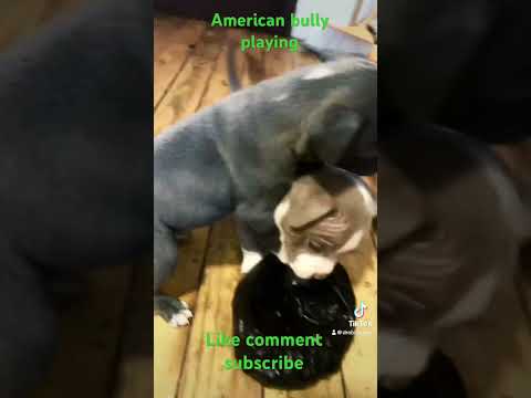 Play Fight American Bully Brothers Having Fun Horsing 2024 Let The Pups Be 