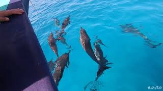 Снорклинг на Мальдивах.Удивительный подводный мир Мальдив.Рыбы кораллового рифа.Остров Fihalhohi