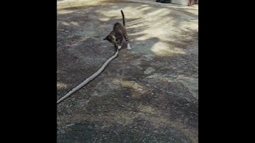 Cat vs Snake #kingcobra #cat #catvssnake