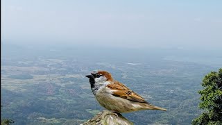 Masteran gereja tarung cocok untuk burung mabung dan burung kontes!! mudah masuk