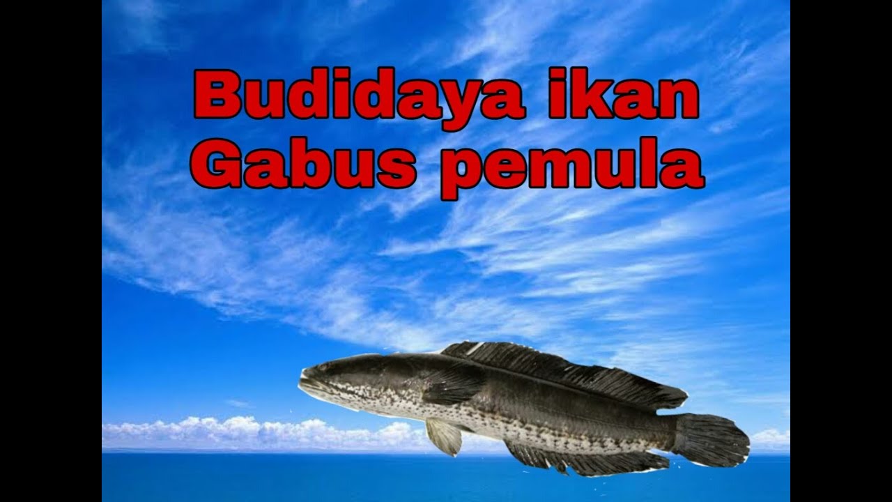 BUDIDAYA IKAN GABUS PEMULA "Sortir pindah kolam tanah" 