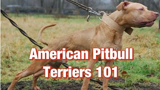 American Pitbull Terriers 101