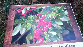 I Tesori Botanici delle Isole Tremiti