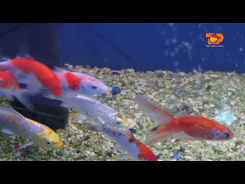 Video: Ku Jetojnë Peshqit E Kuq Në Natyrë