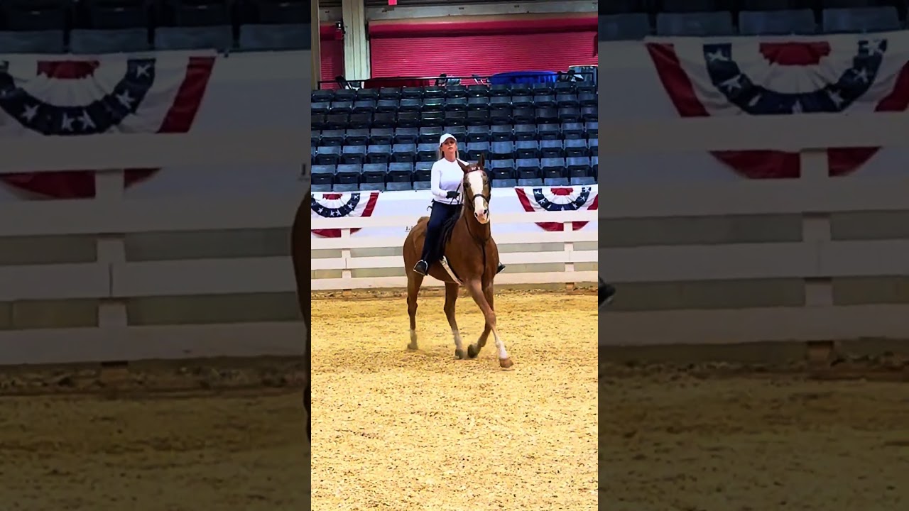 Practicing on Trigger from Lenux Stables at JD Massey #americansaddlebred #progress #riding