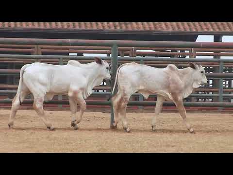 LOTE   279