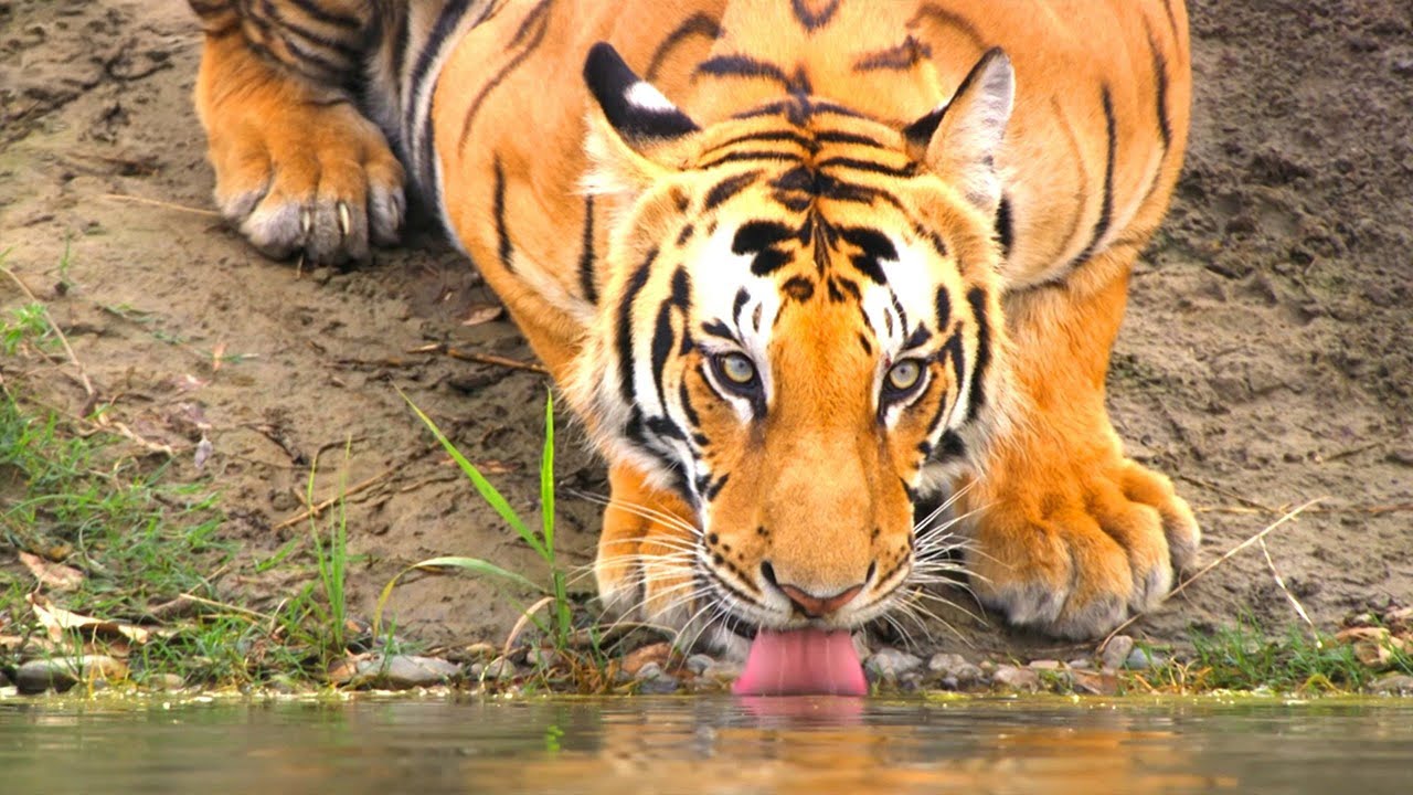 Royal Bengal Tiger 🐅 | India’s Most Powerful Predator | Mind-Blowing Tiger Facts