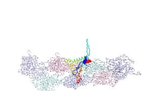 Beta hairpin formation