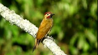 [Stock Footage] Woodpecker Bird | Royalty free Video |  Copyright Free Stock Footage screenshot 4