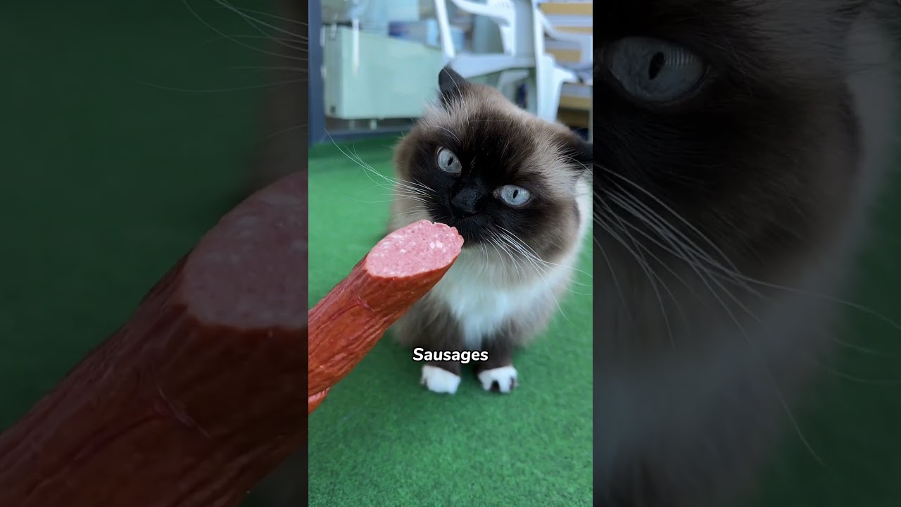 These Products Are Dangerous for Cats! 🙀  