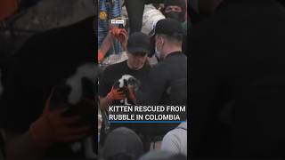 Kitten rescued from rubble in Colombia | #RTÉNews #kitten #rescue #colombia