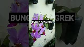 Bunga Anggrek memoripenuhanggrek anggrek bungaanggrek shorts shorts anggrekcantik