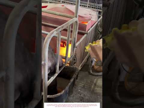 ⚠️ Raw Eggs for Mother Pigs !The Hidden Risk