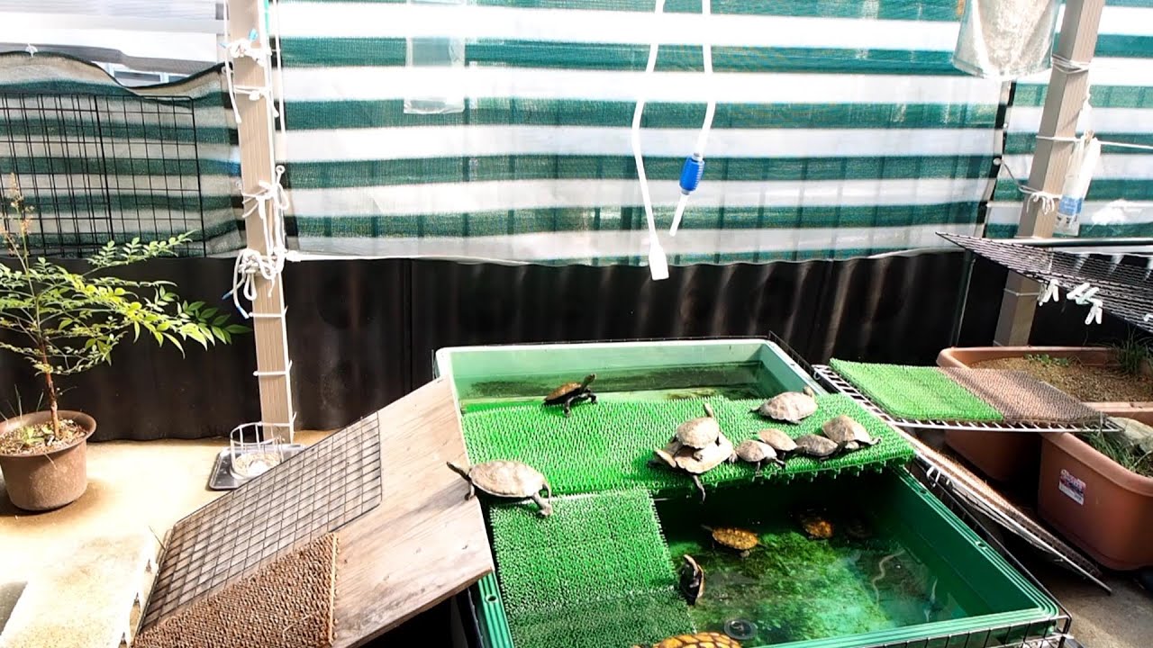 イシガメ この時期の行動とベビーたちは室内飼育に