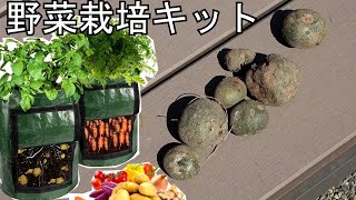 庭に自生したジャガイモを量産する!