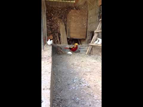 Faisan &agrave; formigais