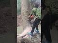 Crazy Woodworking projects large tree feeling skills Techniques #shorts #woodworking #chainsaw