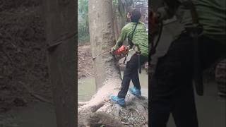 Crazy Woodworking projects large tree feeling skills Techniques #shorts #woodworking #chainsaw
