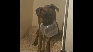 Real Actual Footage Of When My Dog Learned How To Open Doors