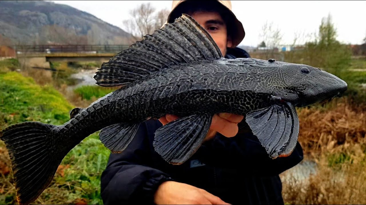 TATLI SU KEFALİ AVI | DEV VATOZ BALIĞI YAKALADIM !!!!