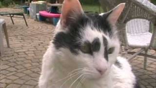 Atsé: Cat with the Golden Eyes screenshot 3