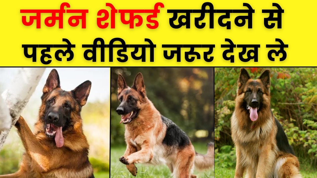 German Shepherd Dog Facts | Pro and Cons of German Shepherd Breed (HINDI) 