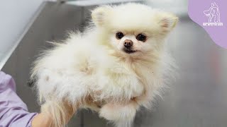 Download Lagu HELP, I think my dog is Melfunctioning MP3