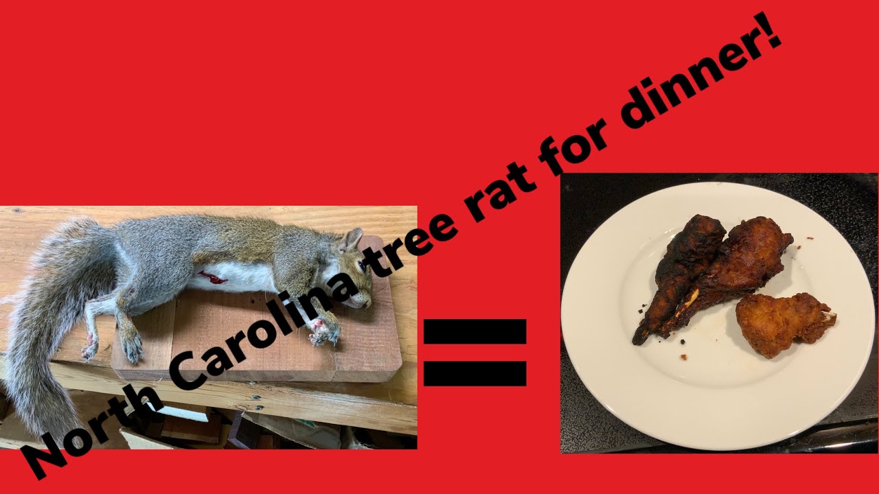 Catch, clean, and cook of a North Carolina tree rat!￼