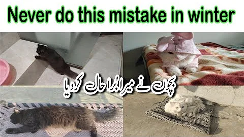 Video 11637271: persian kitten, cat kitten bathing