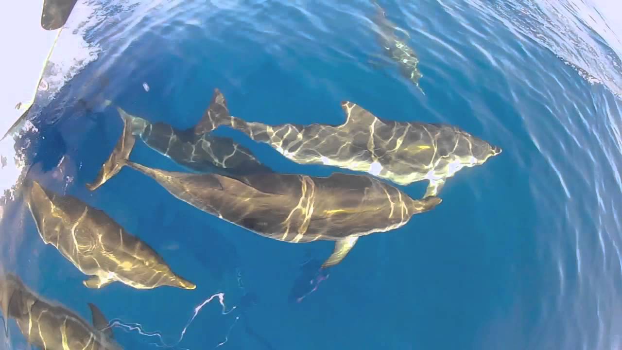 Nager A Proximite Des Dauphins Nouveau Tarif En Baisse Cote D Azur Alpes Maritimes 06
