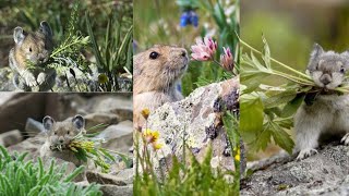 Which Animal Is Pika by Dreamy Zoo 232 views 11 months ago 2 minutes, 51 seconds