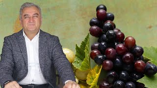 Download Lagu Suda Çözünen Vitaminler Neden Önemli? Diğerlerinden Farkı Nedir? - Dr. Ülkümen Rodoplu MP3