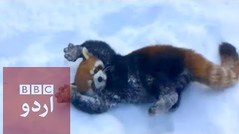 Red pandas playing in the snow in Ohio - BBC Urdu