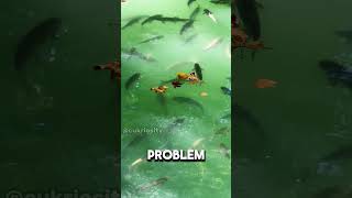 This is a fish BAZOOKA!🐟#animals #science #nature #engineering #curiosity #foryou #fyp