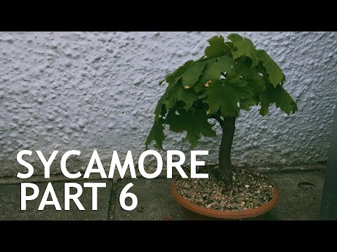 Sycamore Bonsai, collected from a garden. 6 - YouTube