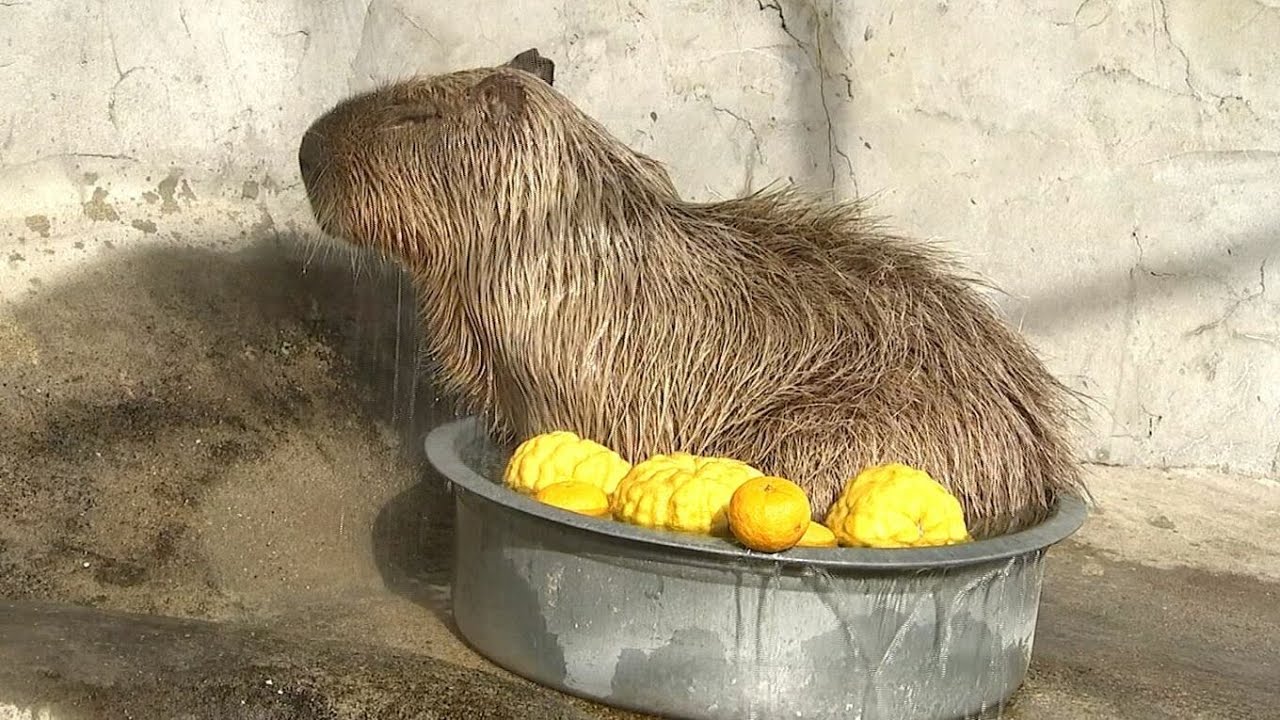 なんかもぞもぞしてた」レオマリゾートでカピバラの “キャンディ” が