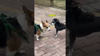 Çok geveze bir corgi var, dur durak bilmiyor～🐶✨#Corgi #Geveze#HerŞey#KafiyeUstası #EvcilHayvanKeyfi