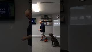 Laser Focus Dog Training