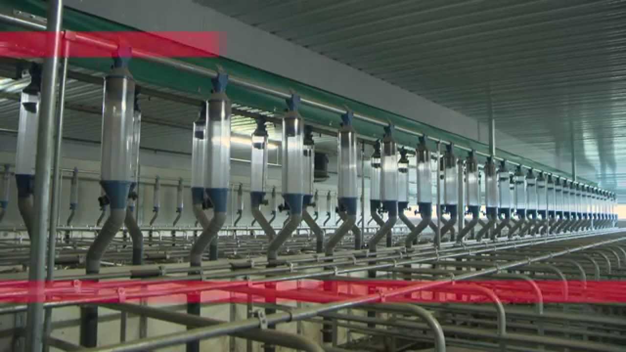 Excellence in Feeding of pigs by VDL Agrotech