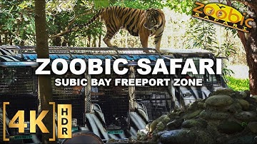 Full Tour at ZOOBIC SAFARI - The ONLY Tiger Safari in the Philippines! | Subic Bay Freeport Zone