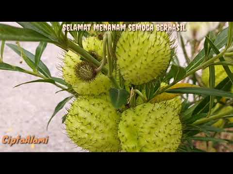 INILAH Rahasia!! Cara Menanam dan Merawat Bunga Balon | Camphocarpus Physocarpus bagi Pemula