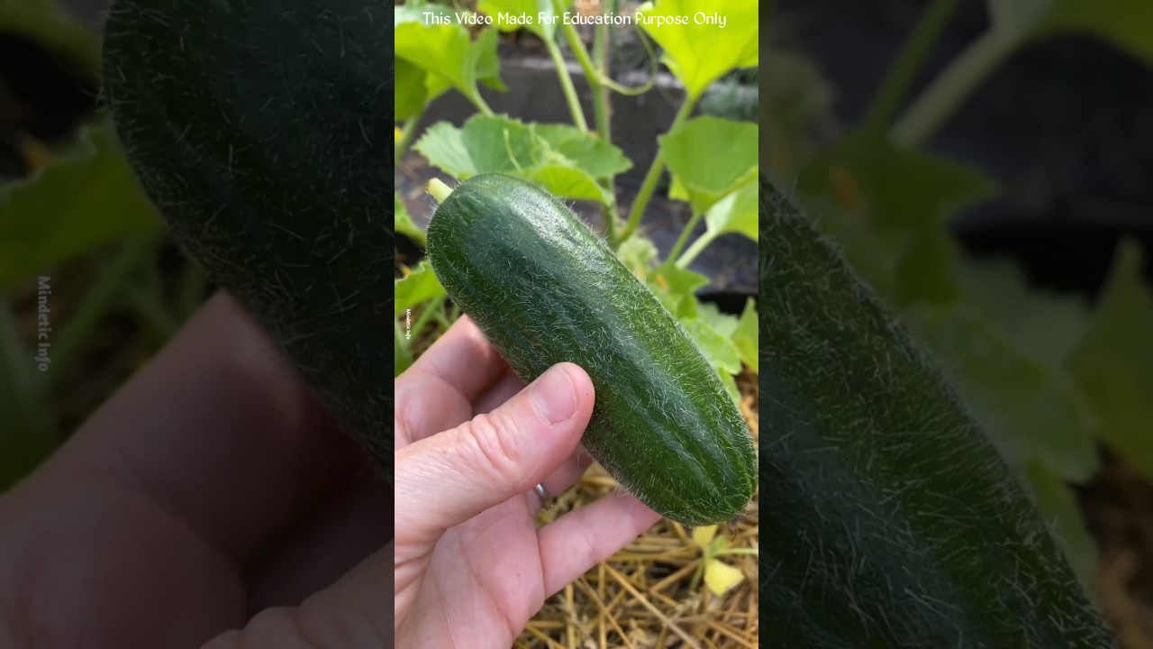 The Real Reason Cucumbers Taste Bitter – Scientists Reveal 