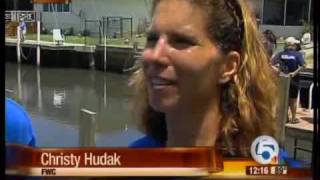 Manatees released