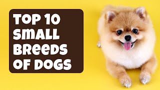 The Top 10 Small Breeds of Dogs