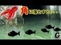 【うじゃうじゃ】『街中の川』であの魚が釣れまくり！