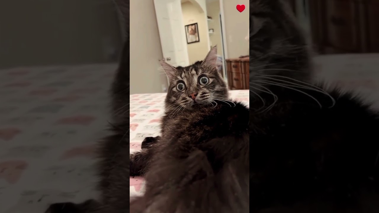 When Your Cats Software Malfunctions at 2AM 🙀💻 | Glitch Mode Activated 