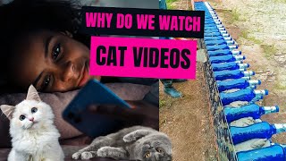 Why do we ALL watch CAT VIDEOS?!  #satisfying