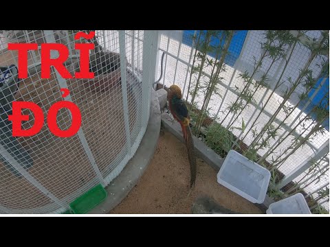 Video NHIỀU CHIM ĐẸP CHO VÔ CHUỒNG AVI (P.3) - youtube