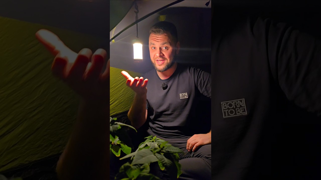 Как освещать палаточный лагерь в походе? Гирлянда, кемпинговый фонарь или налобный свет?